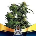 OBG Kush (BSF Seeds) Feminisoidut