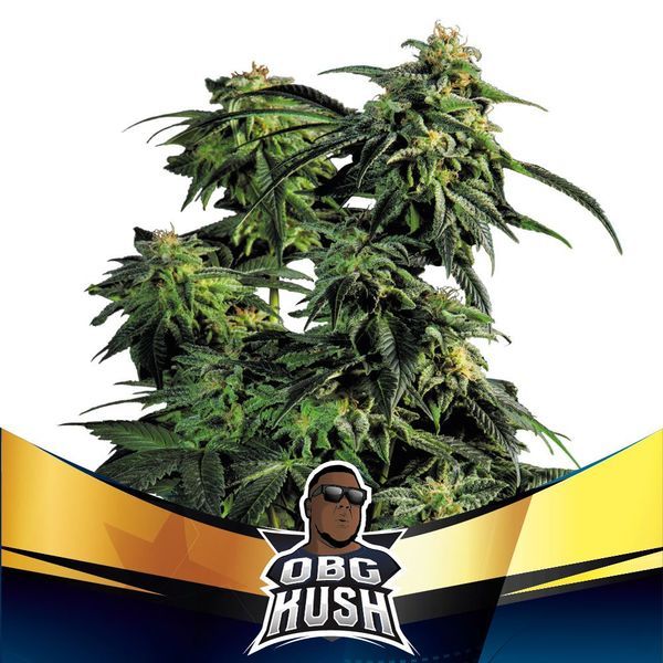OBG Kush (BSF Seeds) Feminisoidut
