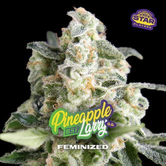 Pineapple Larry OG (BSF Seeds) feminisoidut