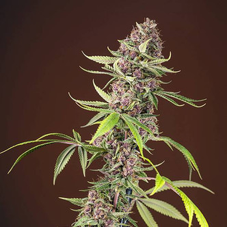 Red Mandarine - F1 Fast -versio (Sweet Seeds) feminisoitu