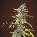 Red Mandarine F1 Fast Version (Sweet Seeds) Feminisoidut