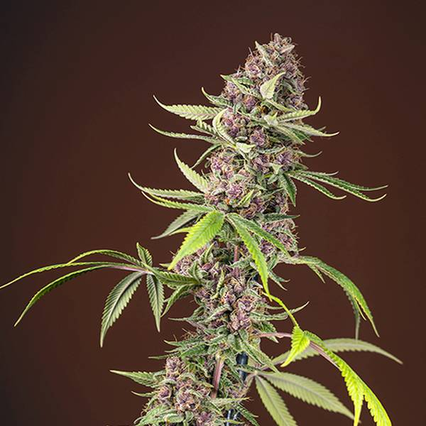 Red Mandarine F1 Fast Version (Sweet Seeds) Feminisoidut