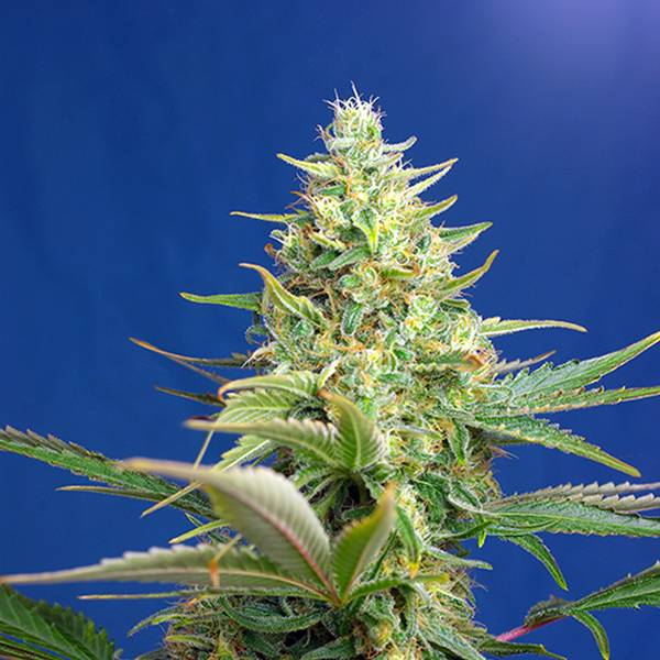 Sweet Pure Auto CBD (Sweet Seeds) Feminisoidut