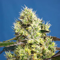 Sweet Gelato Auto (Sweet Seeds) Feminisoidut