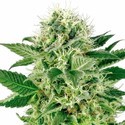 Northern Lights (White Label) Feminisoidut