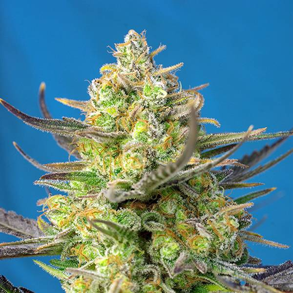 Sweet Cheese XL Auto (Sweet Seeds) Feminisoidut