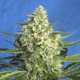 Jack 47 XL Auto (Sweet Seeds) feminisoidut