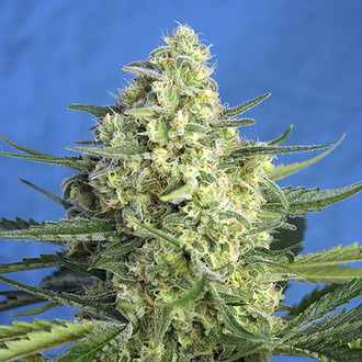 Jack 47 XL Auto (Sweet Seeds) Feminisoidut