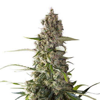 Prima Holandica (Super Sativa Seed Club) tavallinen