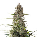 Prima Holandica (Super Sativa Seed Club) tavallinen