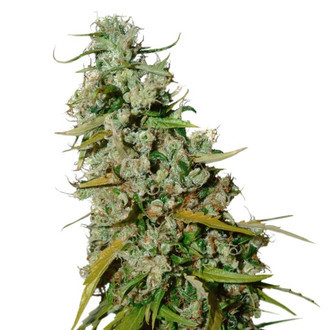 Keesin Old School Haze (Super Sativa Seed Club) tavallinen