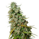 Keesin Old School Haze (Super Sativa Seed Club) tavallinen