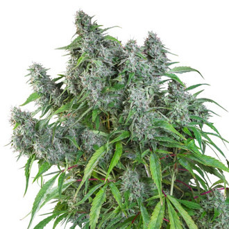 Frosty Friday (Super Sativa Seed Club) tavallinen