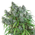 Frosty Friday (Super Sativa Seed Club) tavallinen