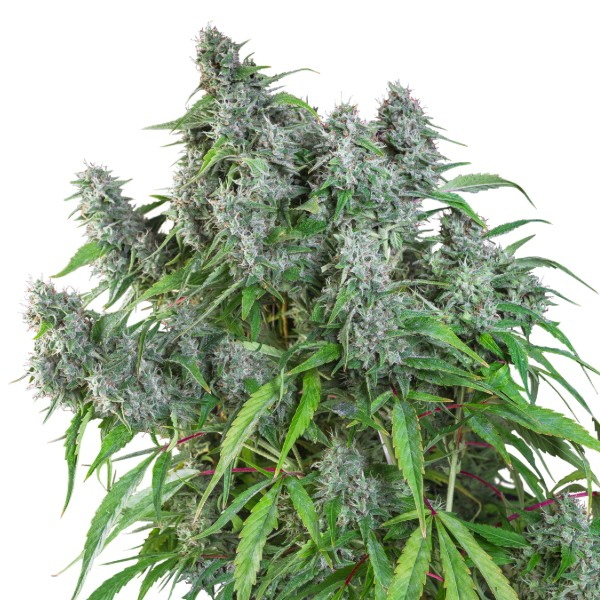 Frosty Friday (Super Sativa Seed Club) tavallinen