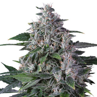 Karelin Haze (Super Sativa Seed Club) tavallinen