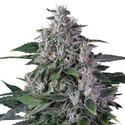 Karelin Haze (Super Sativa Seed Club) tavallinen