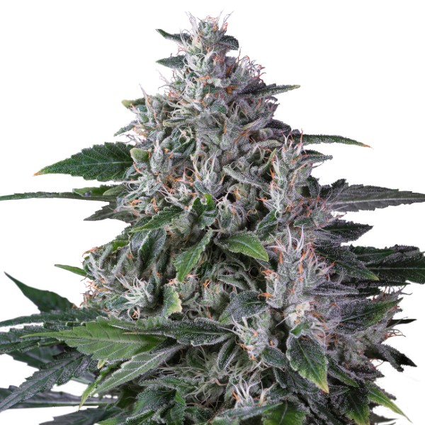 Karelin Haze (Super Sativa Seed Club) tavallinen