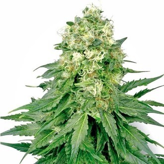 White Widow (White Label) Feminisoidut