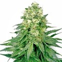 White Widow (White Label) Feminisoidut