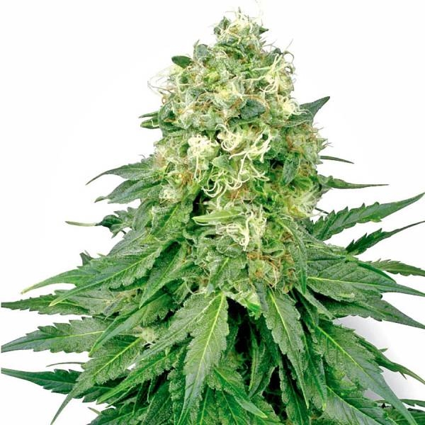 White Widow (White Label) Feminisoidut