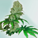 Cure CBD (VIP Seeds) Feminisoidut