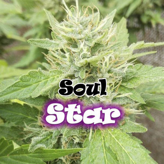 Soul Star (Dr. Underground) feminisoidut kannabiksen siemenet