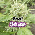 Soul Star (Dr. Underground) Feminisoidut