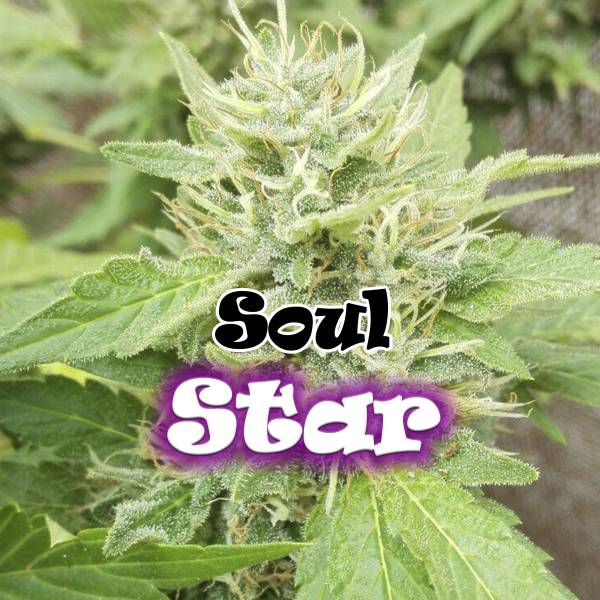 Soul Star (Dr. Underground) Feminisoidut