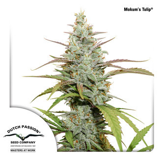Mokum's Tulip (Dutch Passion) feminisoidut kannabiksen siemenet
