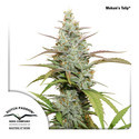 Mokum's Tulip (Dutch Passion) Feminisoidut