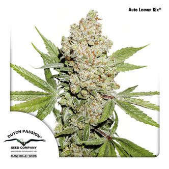 Auto Lemon Kix (Dutch Passion) feminisoidut
