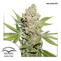 Auto Lemon Kix (Dutch Passion) Feminisoidut