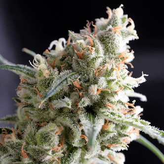 Kukulkan (Pyramid Seeds) feminisoitu