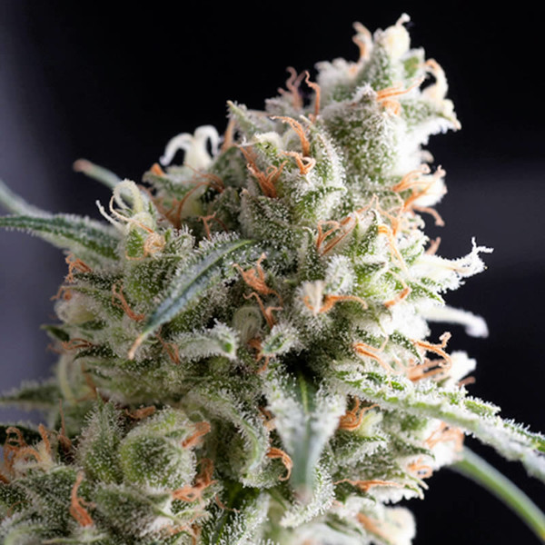 Kukulkan (Pyramid Seeds) Feminisoidut