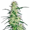 Purple Haze (White Label) Feminisoidut
