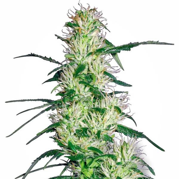 Purple Haze (White Label) Feminisoidut