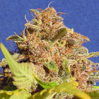 Wedding Cake Auto (Original Sensible Seeds) feminisoidut