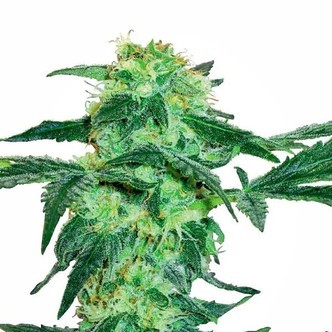 White Ice (White Label) feminisoidut