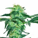 White Ice (White Label) Feminisoidut