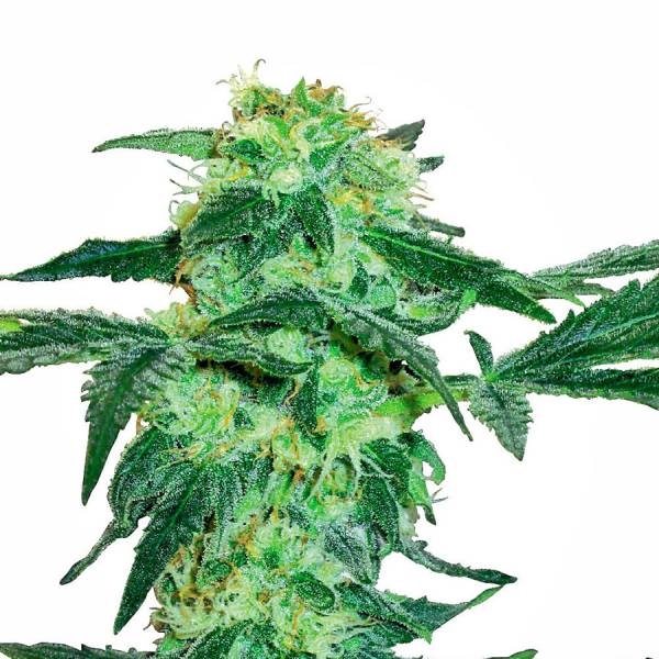 White Ice (White Label) Feminisoidut