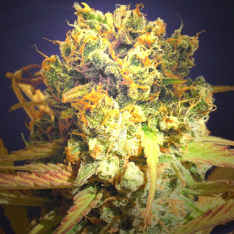 Dr. Bruce Banner (Original Sensible Seeds) feminisoidut kannabiksen siemenet