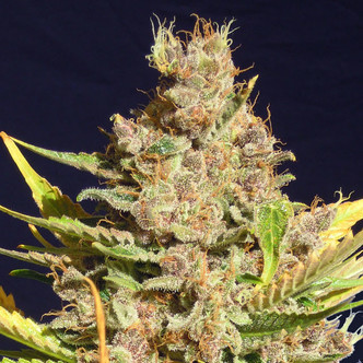 Alien Gorilla (Original Sensible Seeds) feminisoitu