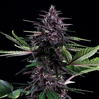 Swiss Dream Ros&eacute; Auto CBD (Kannabia) feminisoidut