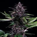Swiss Dream Rosé Auto CBD (Kannabia) Feminisoidut