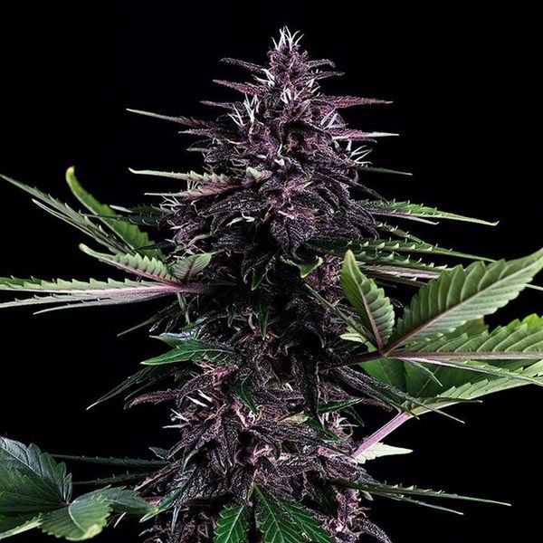 Swiss Dream Rosé Auto CBD (Kannabia) Feminisoidut