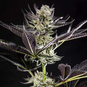 Purple Punch x Do-Si-Dos (Philosopher Seeds) feminisoidut kannabiksen siemenet