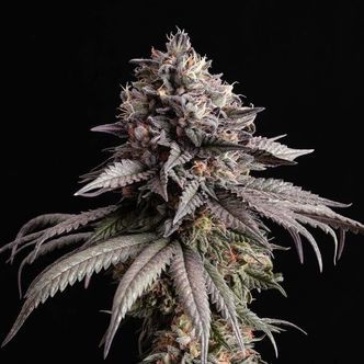 Gelato-K (Kannabia) feminisoidut