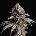 Gelato-K (Kannabia) Feminisoidut