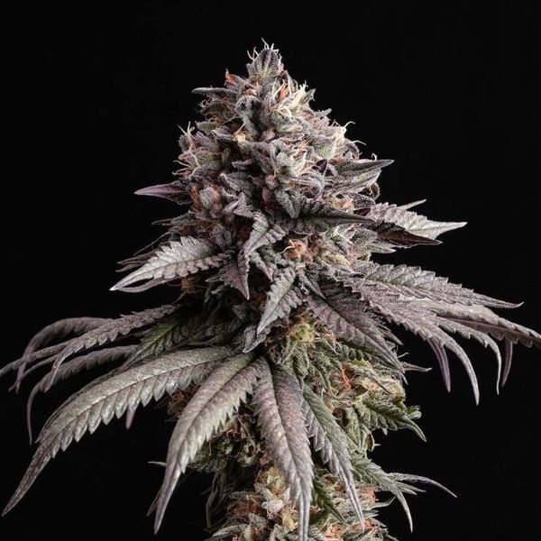 Gelato-K (Kannabia) Feminisoidut